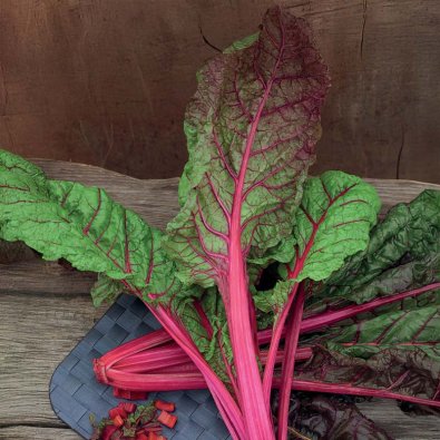 Bladbede 'Rhubarb Chard'