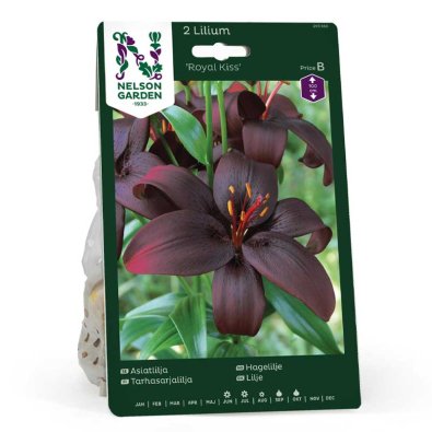 Asiatisk lilje 'Royal Kiss'