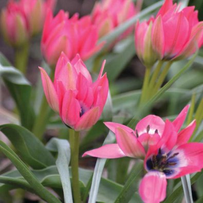 Tulipan 'Little Beauty'