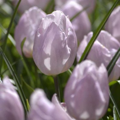 Tulipan 'Candy Prince'