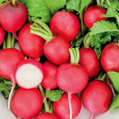 Radise 'Saxa 2' Såband