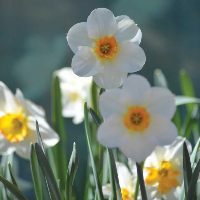 Stjernedaffodil 'Barrett Browning'