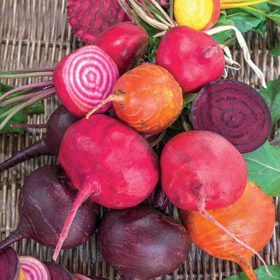 Rødbede 'Hullahoop mix'