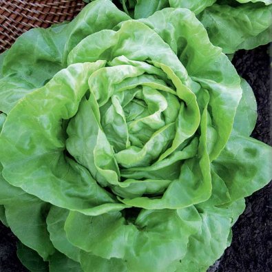 Hovedsalat 'Attractie'