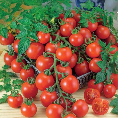 Kirsebærtomat 'Gardener´s Delight'