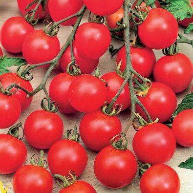 Kirsebærtomat 'Tiny Tim'