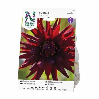 Kaktusdahlia 'Chat Noir'