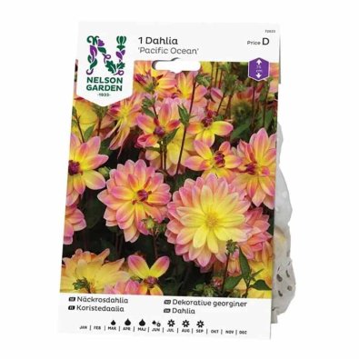 Vandlilje Dahlia 'Pacific Ocean'