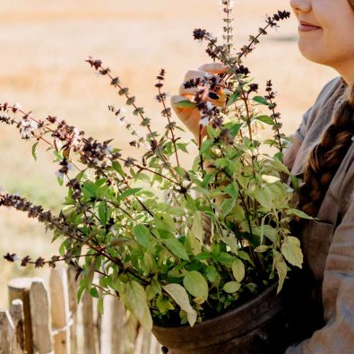 Kanelbasilikum Organic