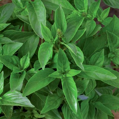 Citronbasilikum 'Lemon scent'