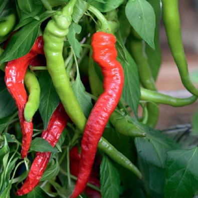 Chili Pepper 'Westlandse Lange Rode' Organic