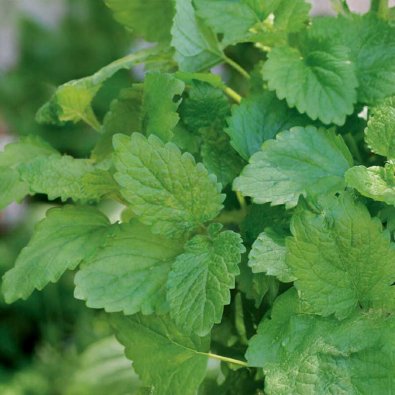 Citronmelisse 'Lemona'