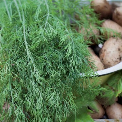 Bladdild 'Gold Crown'