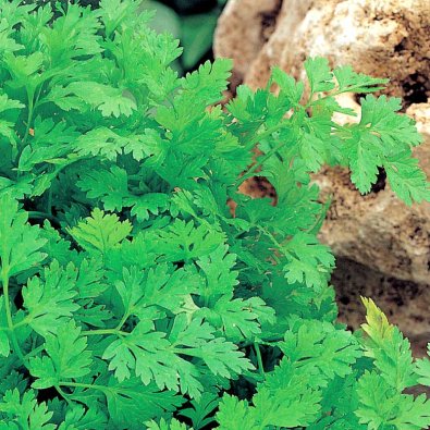 Dansk kørvel 'Fijne Krul'