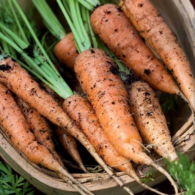 Sommergulerod 'Berlicum 2'