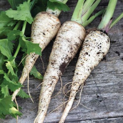 Parsnip 'White King' Organic