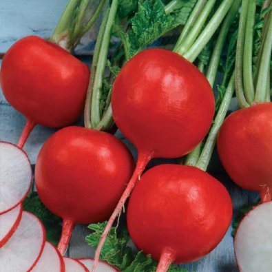 Radise 'Saxa 2' såband