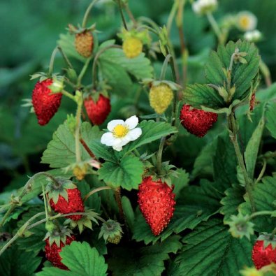 Månedsjordbær 'Rügen'