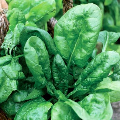 Spinach 'Vroeg Reuzenblad'