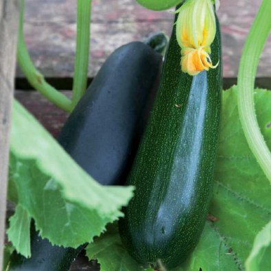 Squash / Sommersquash 'Black Beauty'