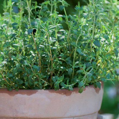 Vintertimian 'German Winter'