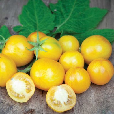 Kirsebærtomat 'Tigerette Cherry'