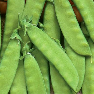 Sukkerært 'Oregon Sugar Pod'