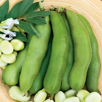 Hestebønne 'Threefold White'