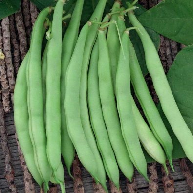 Buskbønne 'Saxa'