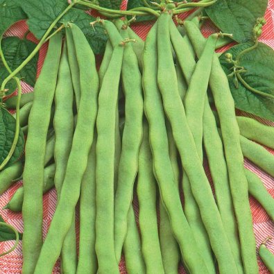 Skærebønne 'Admires'