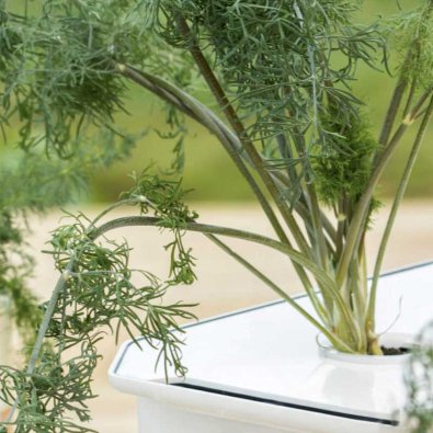 Bladdild 'Thalia' - Harvy