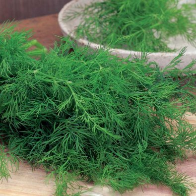 Bladdild 'Gold Crown'