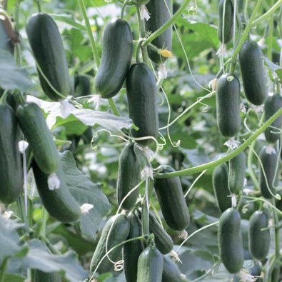 Agurk 'Hopeline' F1