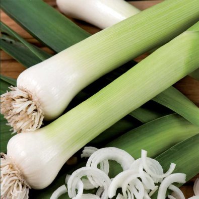 Porre 'Blaugrüner Winter'