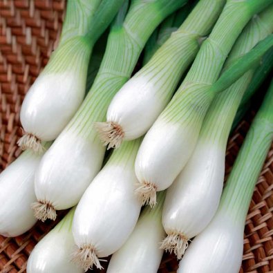 Forårsløg 'White Lisbon' Såband
