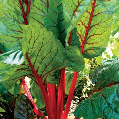 Bladbede 'Rhubarb Chard'