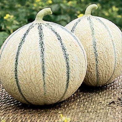 Melon 'Stellio'F1