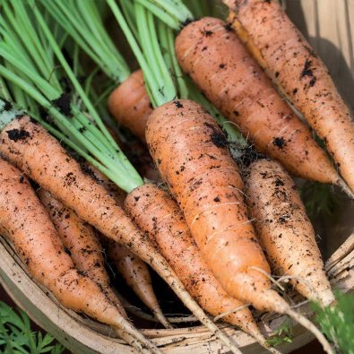 Sommergulerod 'Berlicum 2'