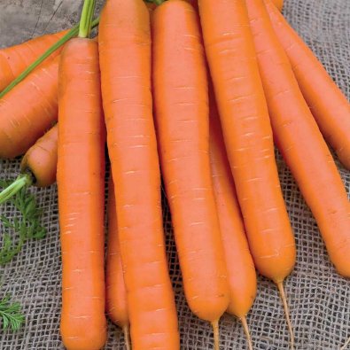 Sommergulerod 'Flyaway F1'