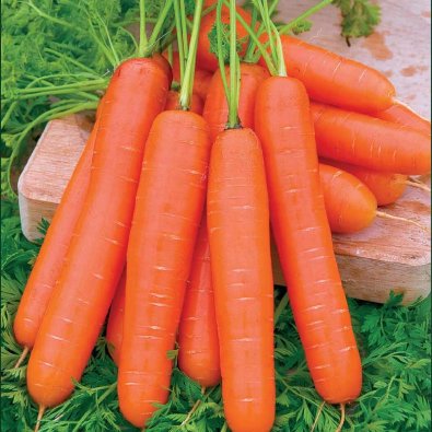 Sommergulerod 'Nantaise 2'