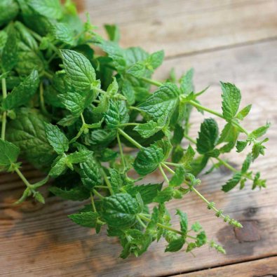 Pebermynte 'Multimentha'