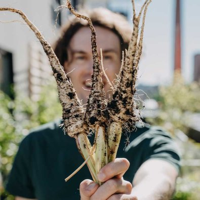 Pastinak 'White Gem'