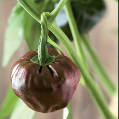 Chili 'Chiluacle Negro'