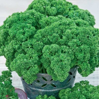 Bladpersille 'Grüne Perle'