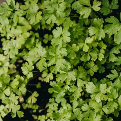 Persille 'Gigante d'Italia'