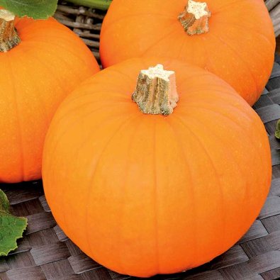 Græskar 'Baby Bear'