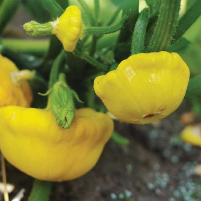 UFO-græskar 'Sunseanse' F1