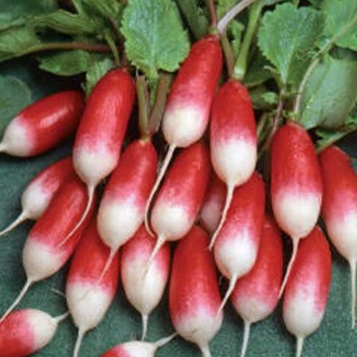 Radise 'French Breakfast 3'