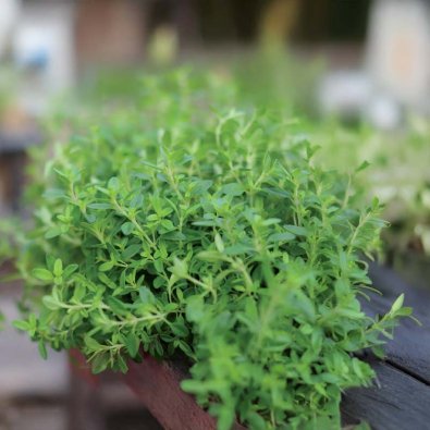 Vintertimian 'German Winter'