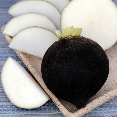 Sort radise 'Ronde Zwarte'